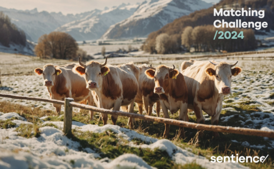 2025 lassen wir die Sau raus! 🐷