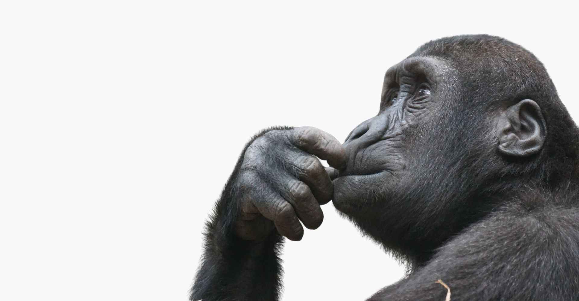 Primate