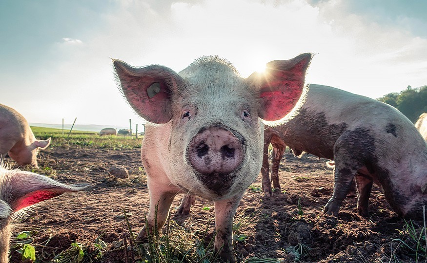 Initiative gegen Massentierhaltung
