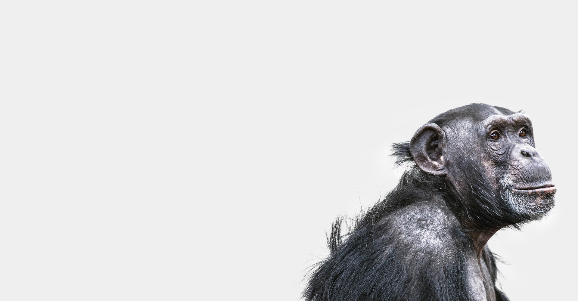 Sentience – Politik für Tiere