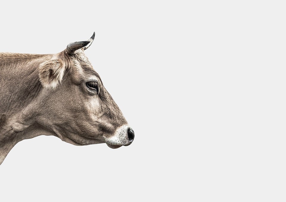 Unsere Vision ist eine Gesellschaft, in der Tiere vor Leid bewahrt werden.