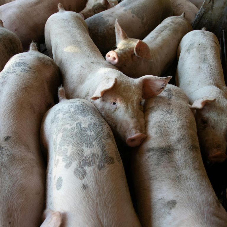 Pigs in a crowded space
